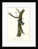 Californian Nuthatch. Adults by John James Audubon