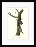 Californian Nuthatch. Adults by John James Audubon