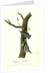 Californian Nuthatch. Adults by John James Audubon