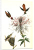 Ruff-necked Humming bird by John James Audubon