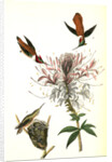 Ruff-necked Humming bird by John James Audubon