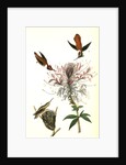 Ruff-necked Humming bird by John James Audubon