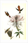 Ruff-necked Humming bird by John James Audubon