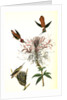 Ruff-necked Humming bird by John James Audubon