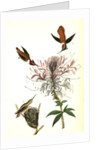 Ruff-necked Humming bird by John James Audubon