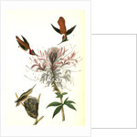 Ruff-necked Humming bird by John James Audubon