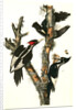 Ivory-billed Woodpecker by John James Audubon