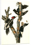 Ivory-billed Woodpecker by John James Audubon
