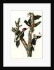 Ivory-billed Woodpecker by John James Audubon