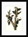 Ivory-billed Woodpecker by John James Audubon