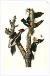 Ivory-billed Woodpecker by John James Audubon