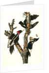 Ivory-billed Woodpecker by John James Audubon