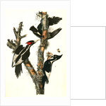 Ivory-billed Woodpecker by John James Audubon