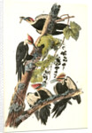 Pileated Woodpecker by John James Audubon