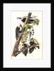 Pileated Woodpecker by John James Audubon