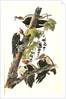 Pileated Woodpecker by John James Audubon