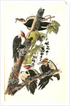 Pileated Woodpecker by John James Audubon