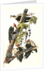 Pileated Woodpecker by John James Audubon