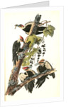 Pileated Woodpecker by John James Audubon