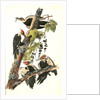 Pileated Woodpecker by John James Audubon