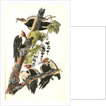 Pileated Woodpecker by John James Audubon
