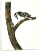 Canadian Woodpecker. Male by John James Audubon