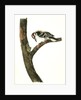 Canadian Woodpecker. Male by John James Audubon