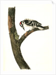 Canadian Woodpecker. Male by John James Audubon