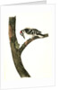 Canadian Woodpecker. Male by John James Audubon