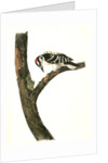 Canadian Woodpecker. Male by John James Audubon
