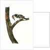 Canadian Woodpecker. Male by John James Audubon