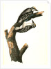 Phillips Woodpecker. Males by John James Audubon