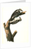 Phillips Woodpecker. Males by John James Audubon
