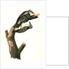 Phillips Woodpecker. Males by John James Audubon