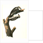 Phillips Woodpecker. Males by John James Audubon