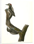 Hairy Woodpecker by John James Audubon