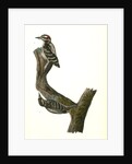 Hairy Woodpecker by John James Audubon