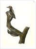 Hairy Woodpecker by John James Audubon
