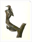 Hairy Woodpecker by John James Audubon