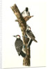 Red-cockaded Woodpecker by John James Audubon