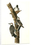 Red-cockaded Woodpecker by John James Audubon