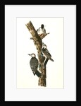 Red-cockaded Woodpecker by John James Audubon