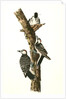 Red-cockaded Woodpecker by John James Audubon