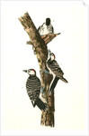Red-cockaded Woodpecker by John James Audubon