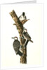 Red-cockaded Woodpecker by John James Audubon