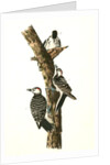 Red-cockaded Woodpecker by John James Audubon
