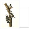 Red-cockaded Woodpecker by John James Audubon