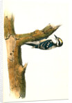 Audubon's Woodpecker. Male by John James Audubon