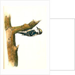 Audubon's Woodpecker. Male by John James Audubon