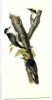 Arctic three-toed Woodpecker by John James Audubon